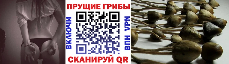 Купить закладки  Дыгулыбгей  Галлюциногенные грибы Psilocybe 